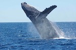 best whale watching Cronulla